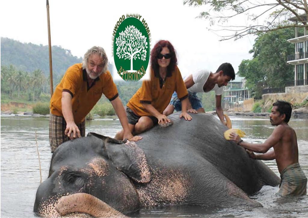 Greenwood Kandy Homestay Zewnętrze zdjęcie