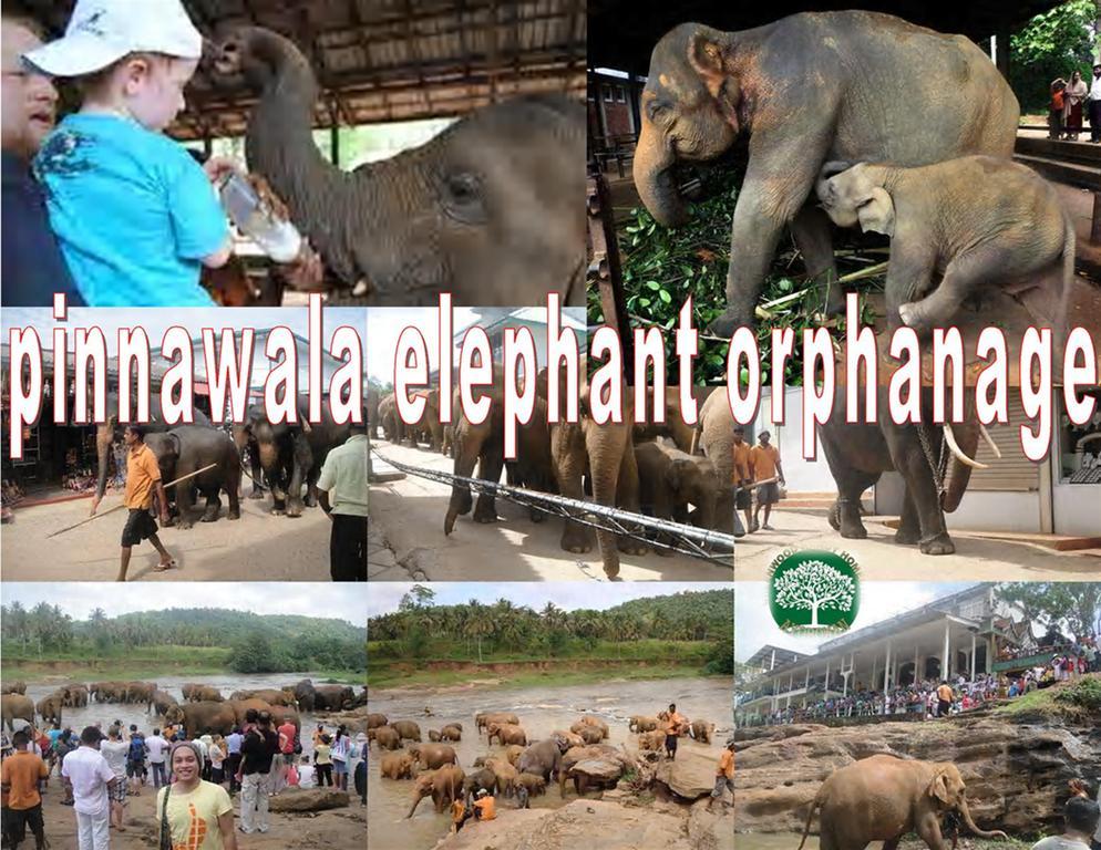 Greenwood Kandy Homestay Zewnętrze zdjęcie
